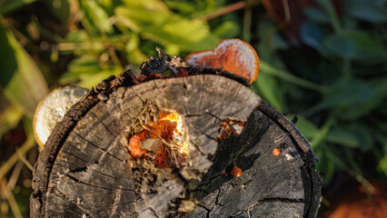 Brown mushroom on a stump.