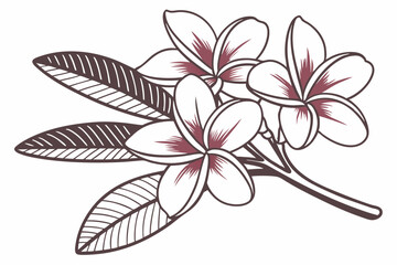 Plumeria (Frangipani) Five rounded petals with a central gradient effect vector silhouette on a white background