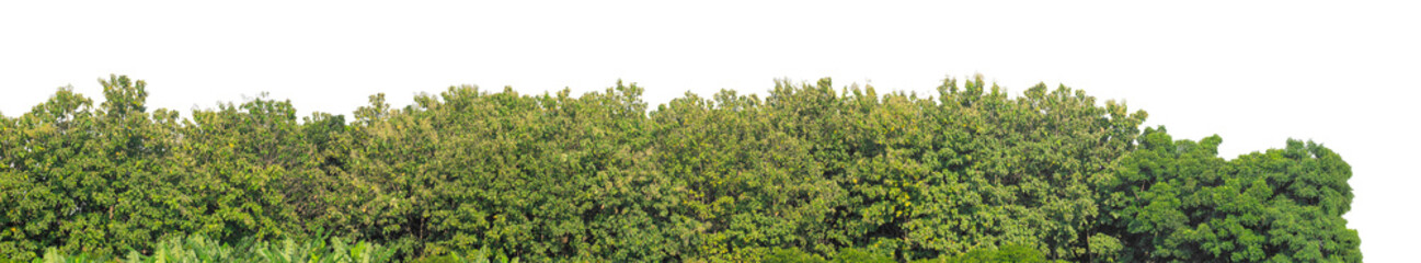 Forest and foliage in summer isolated on transparent background with cut path and alpha channel,...
