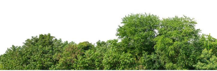 Forest and foliage in summer isolated on transparent background with cut path and alpha channel, high resolution.