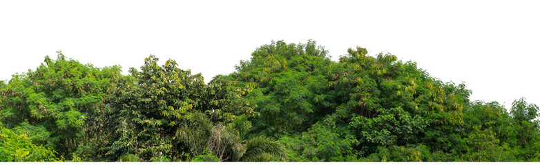Forest and foliage in summer isolated on transparent background with cut path and alpha channel, high resolution.