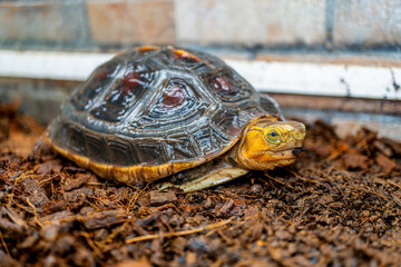 セマルハコガメのアップ