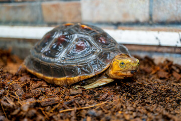 セマルハコガメのアップ