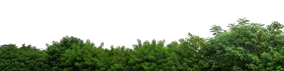 Forest and foliage in summer isolated on transparent background with cut path and alpha channel, high resolution.