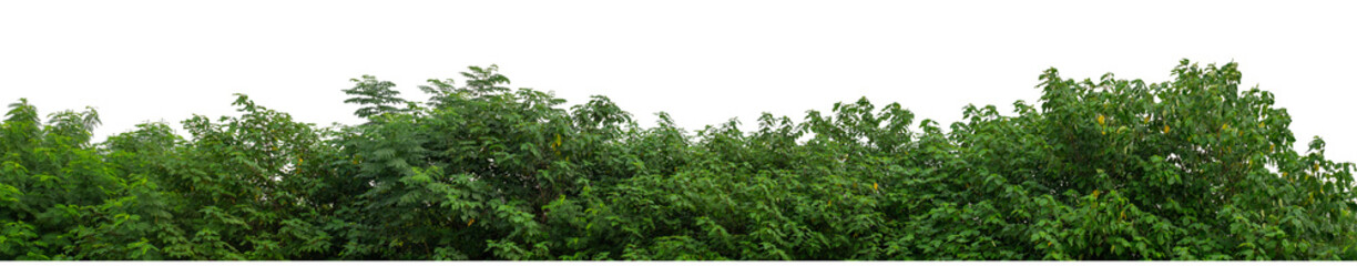 Forest and foliage in summer isolated on transparent background with cut path and alpha channel, high resolution.