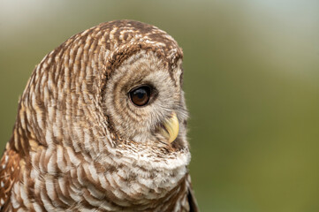 Barred Owl face