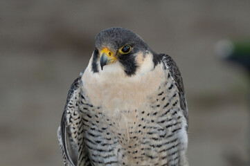 Peregrine Falcon
