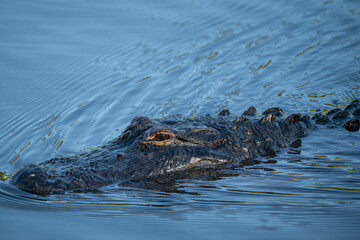 Adult American Alligator swimming in water