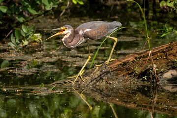 A tricolored heron standing on a tree hunting for fish