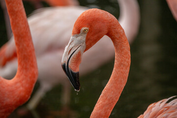 American Flamingo head and face