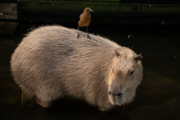 A female boat-tailed grackle perched on the back of a capybara