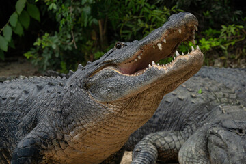 An adult american alligator lifting it's head up above another alligator