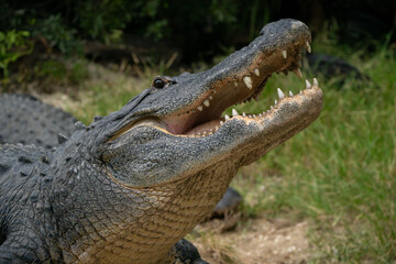 An adult american alligator standing in grass with it's head up