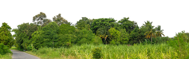 Forest and foliage in summer isolated on transparent background with cut path and alpha channel, high resolution.