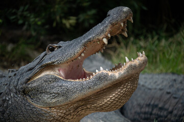 An american alligator with it's mouth open showing teeth