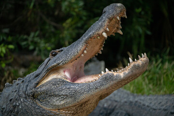 Fototapeta premium American alligator with mouth open