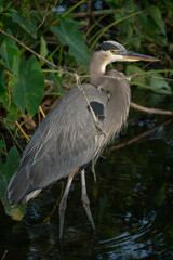 Great Blue Heron standing in water
