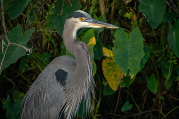 Great Blue Heron standing in water
