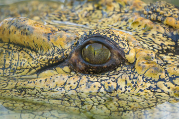 Eye of a Nile Crocodile