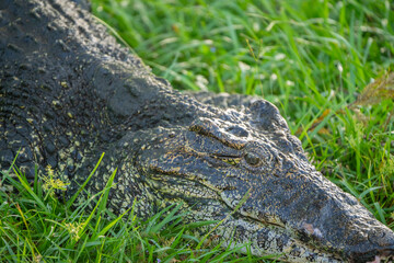 cuban crocodile sleeping in grass