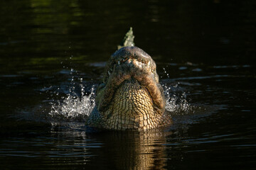 an american alligator bellowing with water splashing