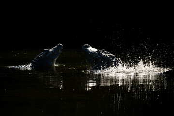 Silhouette of two alligators bellowing during mating season, with water splashing