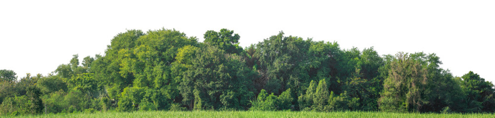 Forest and foliage in summer isolated on transparent background with cut path and alpha channel, high resolution.