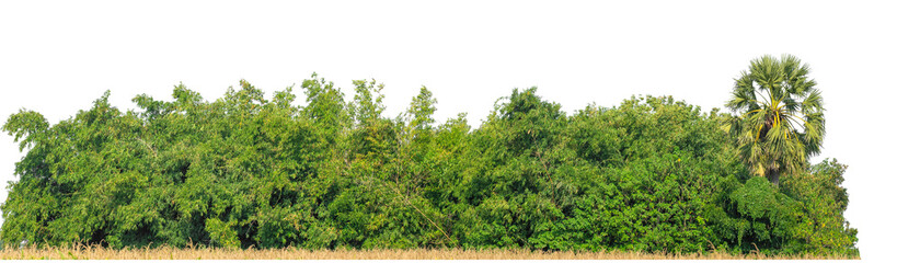 Forest and foliage in summer isolated on transparent background with cut path and alpha channel, high resolution.