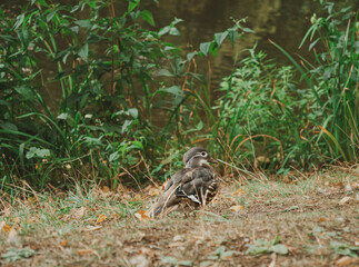 Mandarin Duck in Grassy Area near Water