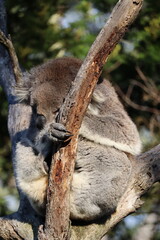 Sleeping koala on a tree at the Koala Reserve, Phillip Island, near Melbourne in Victoria, Australia.