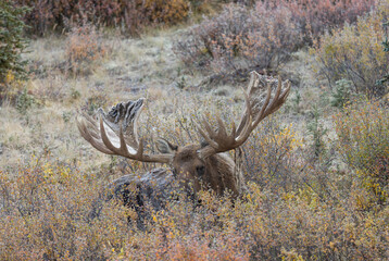 Alaska Yukon Bull Moose in Autumn in Denali National Park Aalska