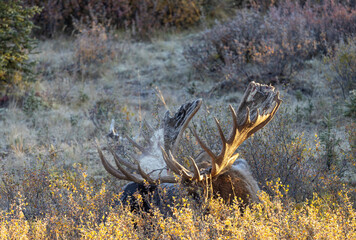 Alaska Yukon Bull Moose in Autumn in Denali National Park Aalska