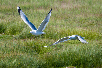 Sturmmöwen (Larus canus) im Flug im Sommer an der Ostsee	