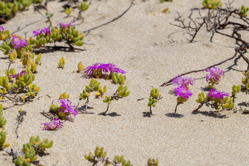 Magentafarbene Mittagsblumen wachsen auf Sand des Naturschutzgebietes Robberg Nature Reserve in Südafrika