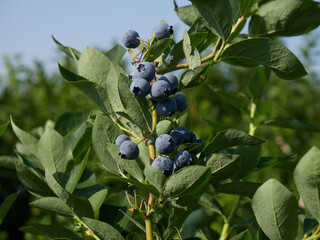 Closeup of Duke variety blueberry bushes loaded with large ripe blueberries on a u-pick farm on a...
