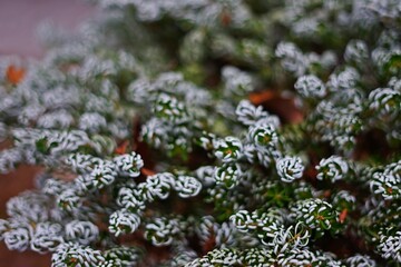 Winter Arrangement with Fir Branches
A charming winter arrangement featuring snowy fir branches,...