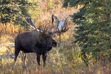 Alaska Yukon Bull Moose in Autumn in Denali National Park Aalska