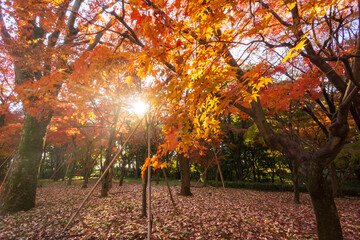 北の丸公園　秋