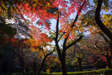 靖国神社　紅葉