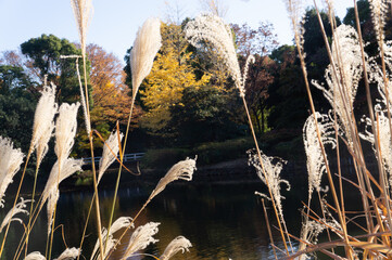 北の丸公園　秋