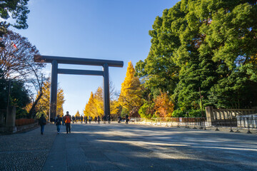 靖国神社　銀杏