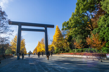 靖国神社　銀杏