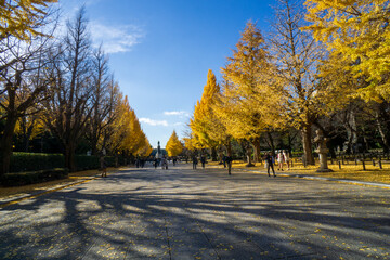 靖国神社　銀杏