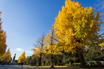 靖国神社　銀杏