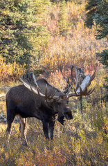 Alaska Yukon Bull Moose in Autumn in Denali National Park Aalska