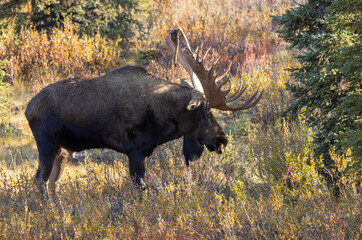 Alaska Yukon Bull Moose in Autumn in Denali National Park Aalska