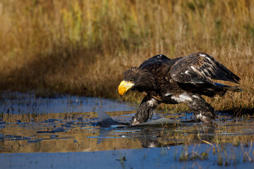 Young Steller's sea eagle, Haliaeetus pelagicus, breaks ice and looking for food in frozen lake. Pacific sea eagle in frosty morning. Winter nature. Heaviest eagle in the world. Majestic bird of prey.