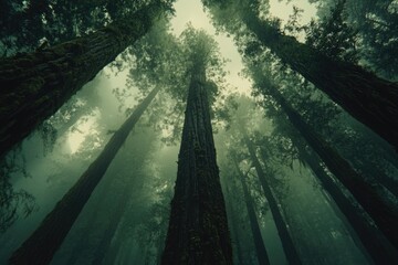 Enormous moss-covered redwood trees rise into a misty, atmospheric forest, creating a mystical and awe-inspiring scene.