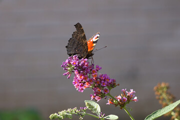 Butterfly  perched on Purple, pink flower at spring on a meadow, blooming flowers background with...