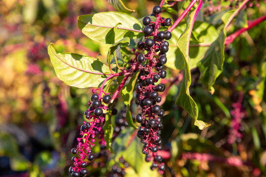 Phytolacca decandra, indian pokeweed ripening black fruits on branches. Turkish name; Sekerciboyasi